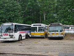 Ein paar Busse
